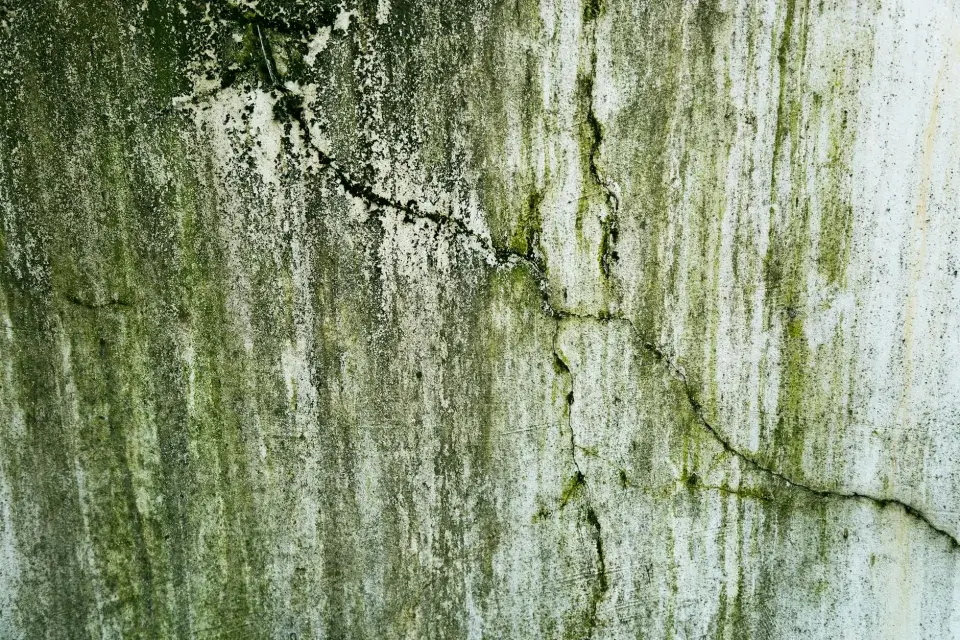 The Saferise Story: Dedicated to Mold-Free Living in Greensboro